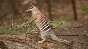 numbat
