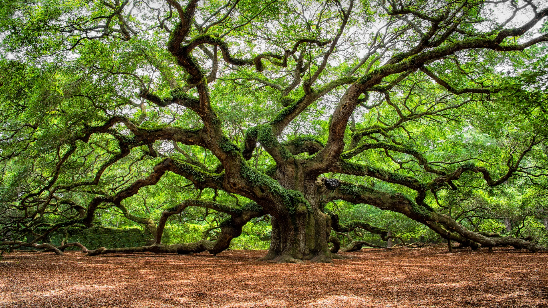 oak tree - MyStart