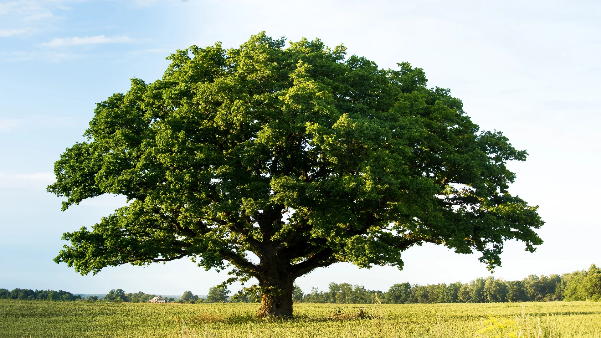 5 Lessons We Can Learn from the Stoic Oak Tree - MyStart