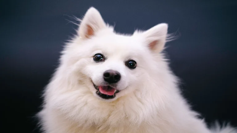 American Eskimo