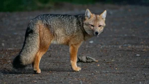 culpeo fox