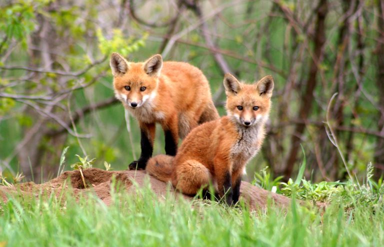 cute foxes