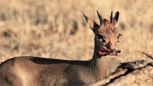 dik dik