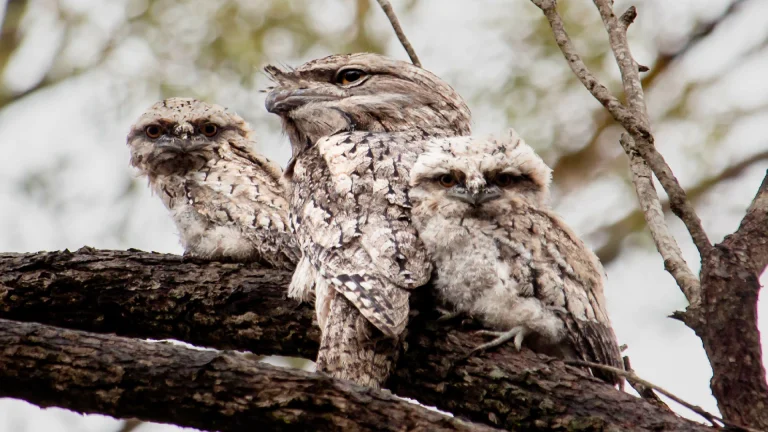 tawny frogmouth