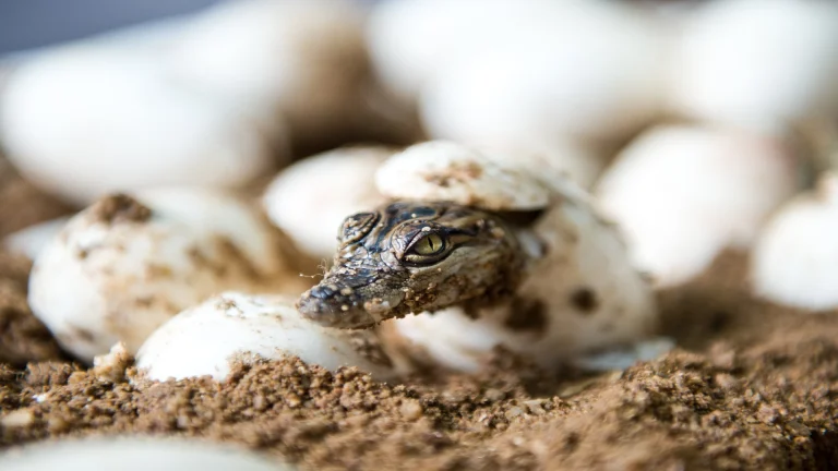 baby crocodile