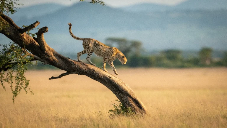 Serengeti National Park, Tanzania