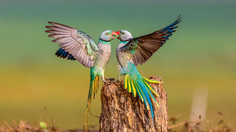 Malabar Parakeet