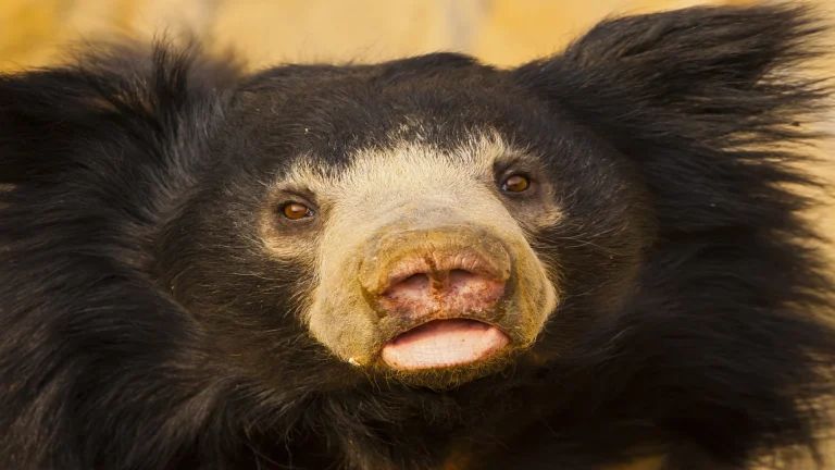 Sloth Bear